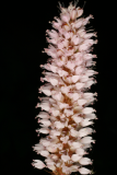 Polygonum bistorta RCP6-09 060.jpg